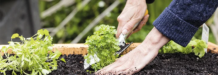 Person pflanzt mit Schaufel Kräuter ein
